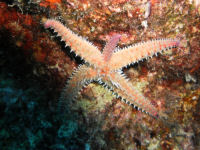 Eisseestern Marthasterias glacialis