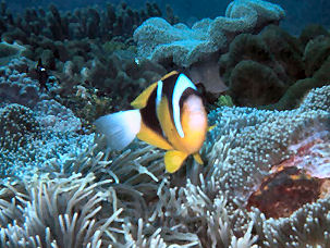 Allards Anemonefish Amphiprion allardi