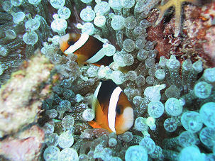 Clarks Anemonenfische (Amphiprion clarkii) in einer Blasenanemone (Entacmea quadricolor)