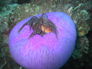 Magnificent sea anemone Heteractis magnifica