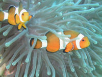 Amphiprion ocellaris