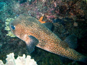 Spot-fin porcupinefish