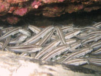 Korallenwelse Plotosus lineatus