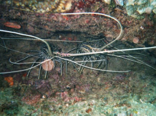 Painted Rock Lobster Panulirus versicolor