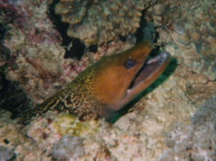 Marmormurne Gymnothorax undulatus