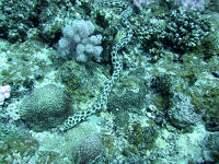 Tiger snake eel Myrichthys maculosus