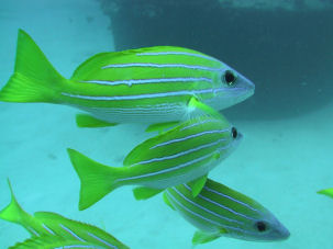 Common bluestripe snapper