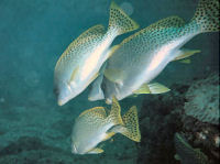 Plectorhinchus gaterinus