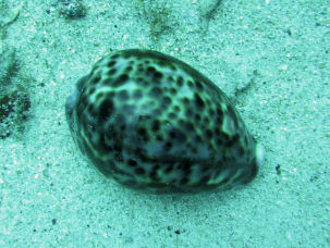 Tigerschnecke Cypraea tigris