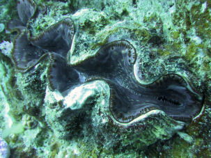 Riesenmuschel (Tridacna gigas)