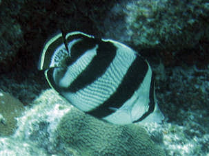 Chaetodon striatus