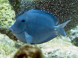 Blue Tang Acanthurus coeruleush