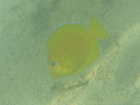 Blue Tang Acanthurus coeruleus