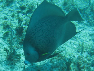 Grauer Kaiserfisch Pomacanthus arcuatus