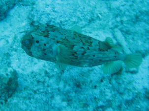 Longspined porcupinefish