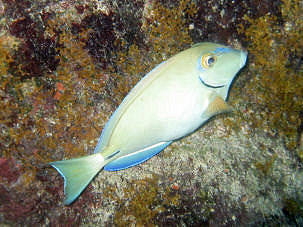 Acanthurus bahianus