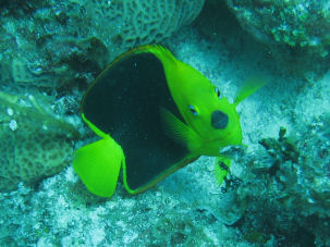 Dreifarben-Kaiserfisch Holacanthus tricolor