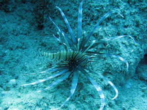 Feuerfisch Pterois sp.