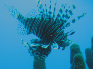 Pterois volitans