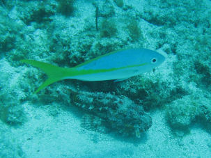 Yellowtail snapper