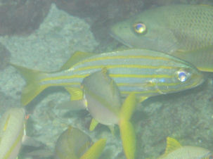 Gelbstreifen-Grunzer Haemulon chrysargyreum