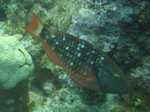 Stoplight Parrotfish