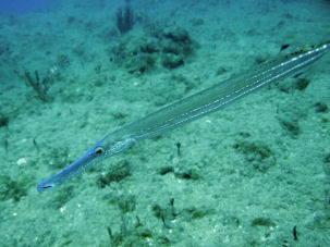 Trompetenfisch Aulostomus maculatus