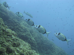 Zweibindenbrasse Diplodus vulgaris