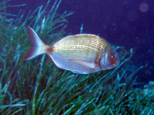 Geissbrasse Diplodus sargus