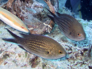 Mnchsfisch Chromis chromis