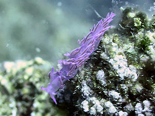 Flabellina affinis