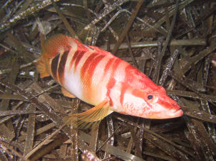 Serranus scriba