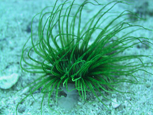 Snakelocks anemone Anemonia sulcata