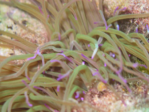 Snakelocks anemone Anemonia viridis