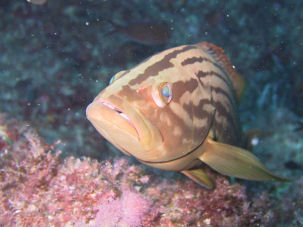 Golden Grouper