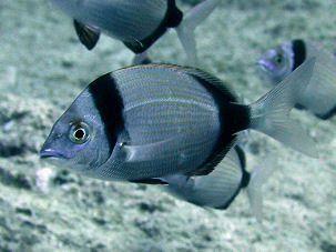 Zweibindenbrasse Diplodus vulgaris