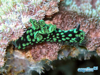 Nembrotha cristata