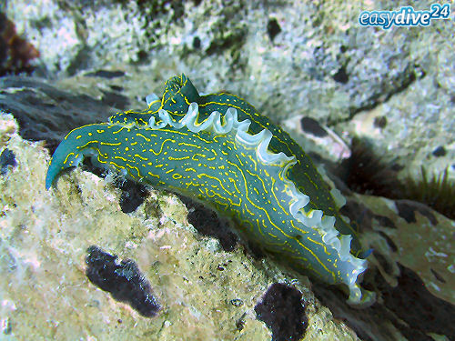 Hypselodoris picta