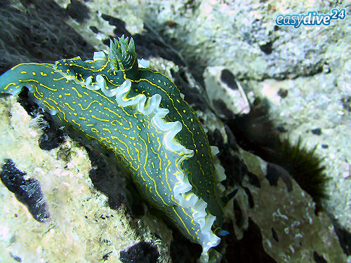 Hypselodoris picta