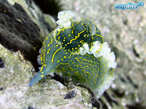 Hypselodoris picta