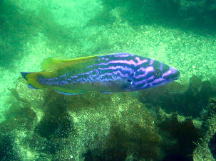 Kuckuckslippfisch Labrus mixtus