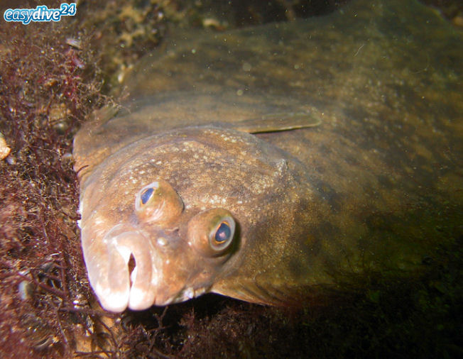 Flounder Platichthys flesus