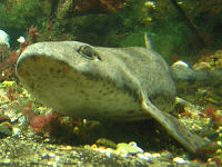 Small-spotted catshark Scyliorhinus canicula