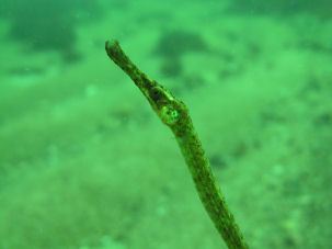 Kleine Seenadel Syngnathus rostellatus