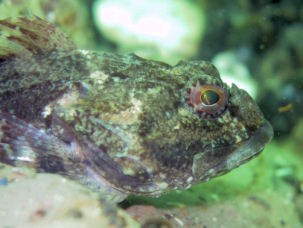 Seeskorpion Myoxocephalus scorpius