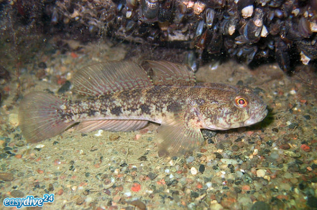 Strandgrundel Pomatoschistus microps