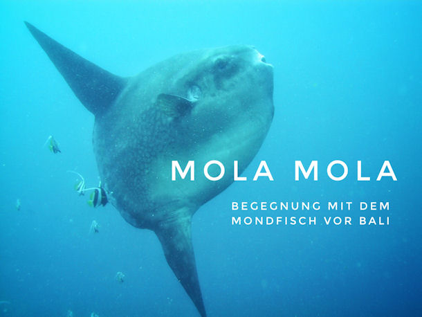 Mola mola