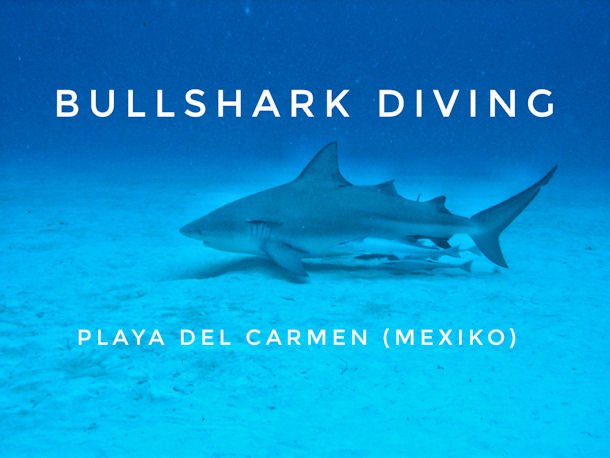 Bullenhaie Mexiko