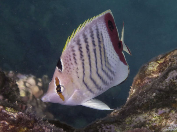 Chaetodon paucifasciatus