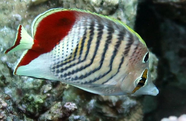 Chaetodon paucifasciatus